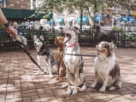 CANICULE : COMMENT RAFRAÎCHIR VOTRE CHIEN ?