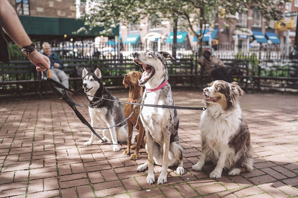 Chiens en promenade, la canicule, le coup de chaud du chien. Education canine Comportement canin 