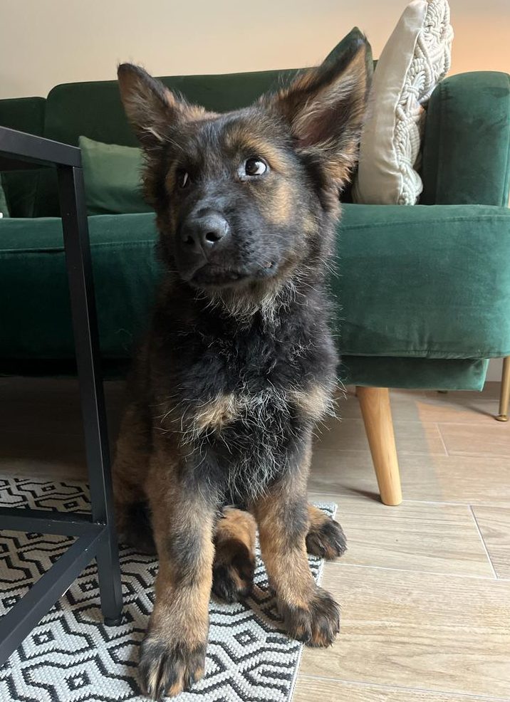 Chiot suivi par un educateur canin nantes