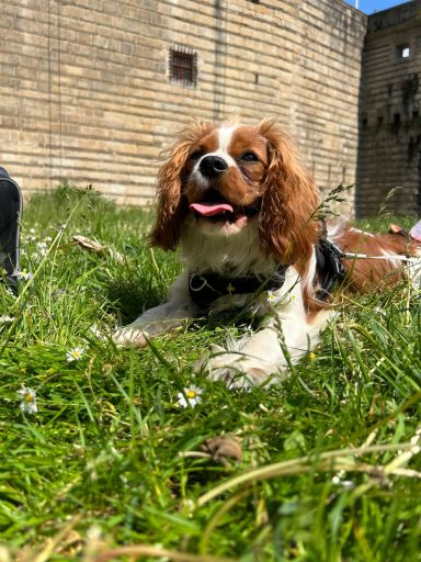 cours avec educateur canin nantes