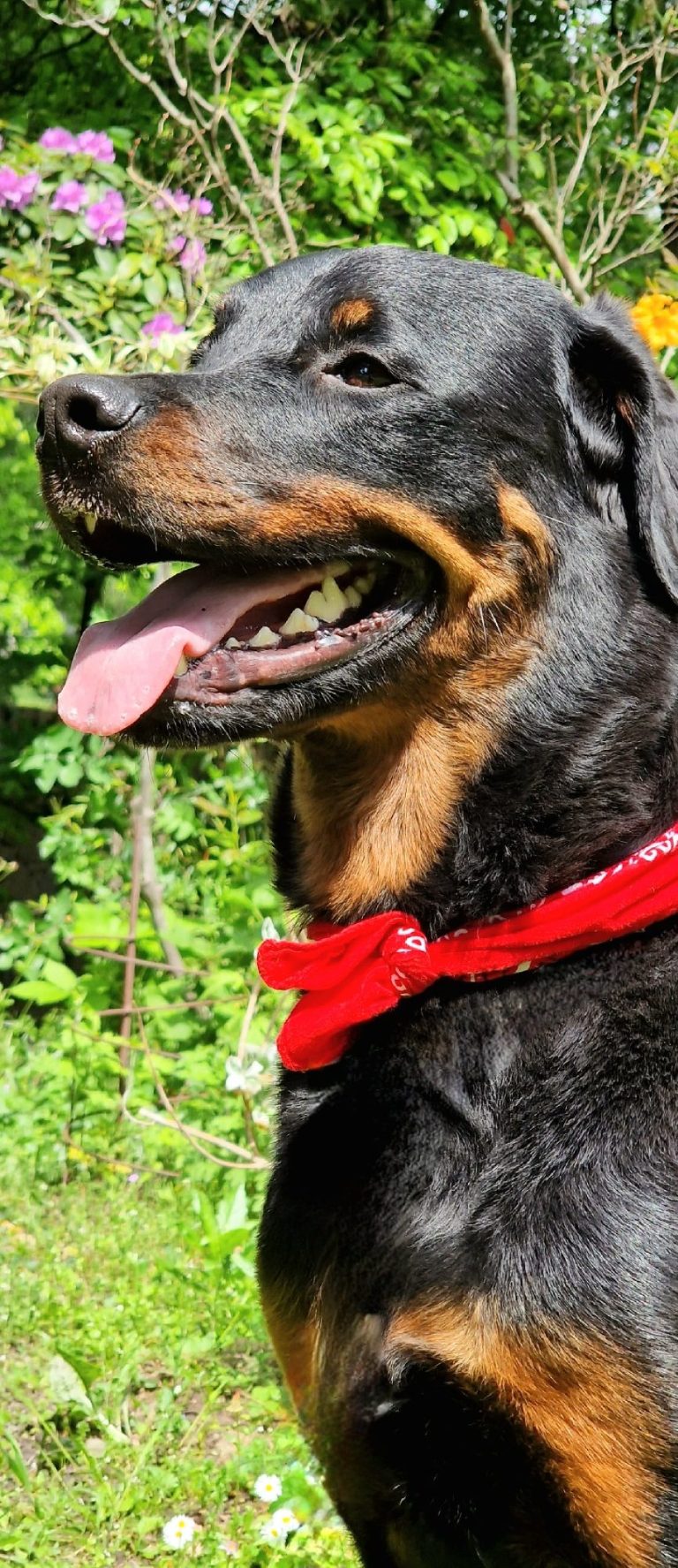 Chien en séance avec un éducateur canin nantes
